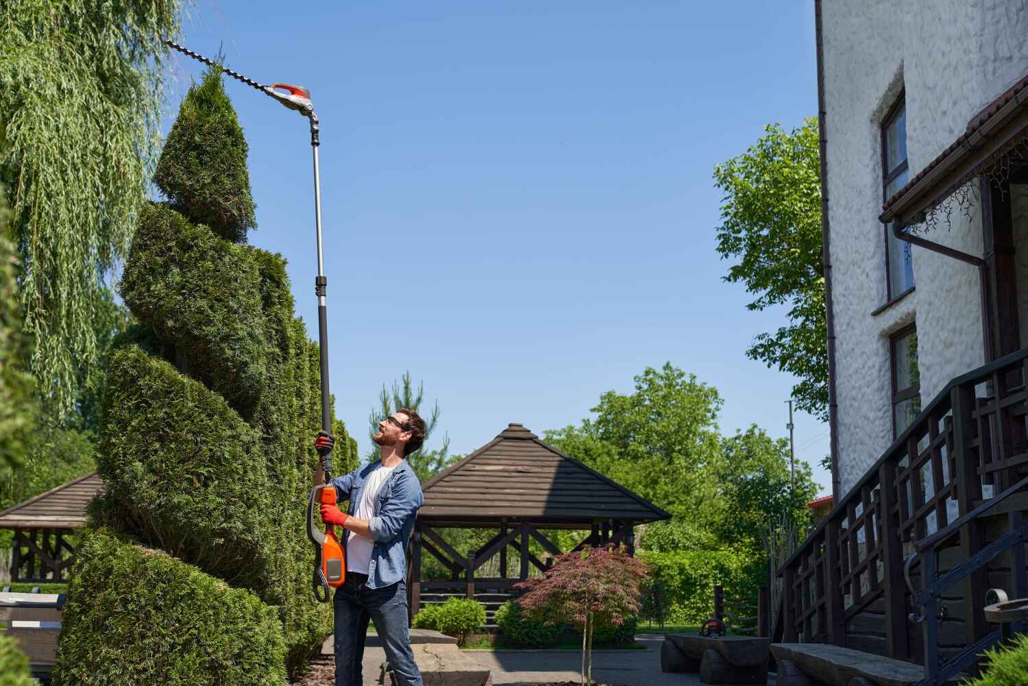 Palm Tree Trimming